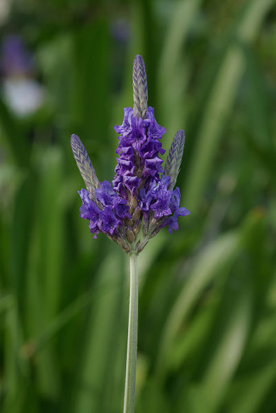 Extreme closeup of L. multifida bloom showing blooms.