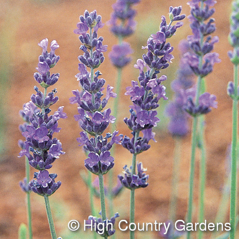 http://www.highcountrygardens.com/images/products/63118.jpg