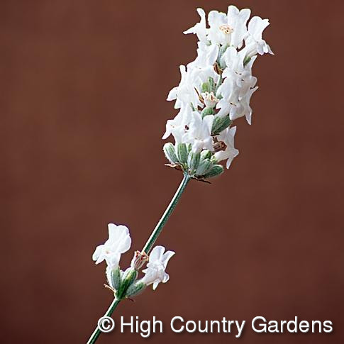 http://www.highcountrygardens.com/images/products/63150A.jpg